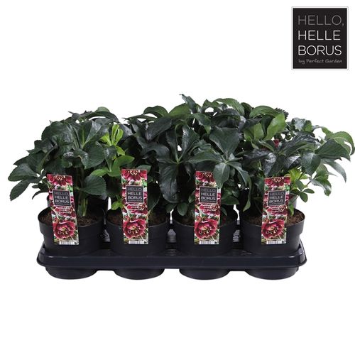 Helleb.rot Ellen T14 H30