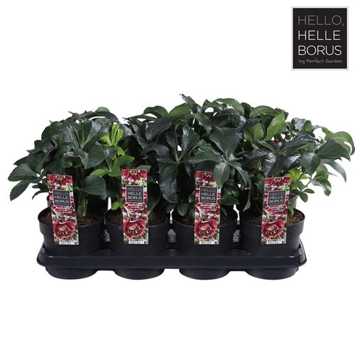 Helleb.rot Ellen T14 H30