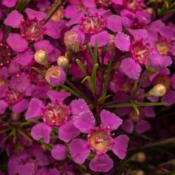 Wachsflower rosa Free Spirit 50 Gramm 60cm