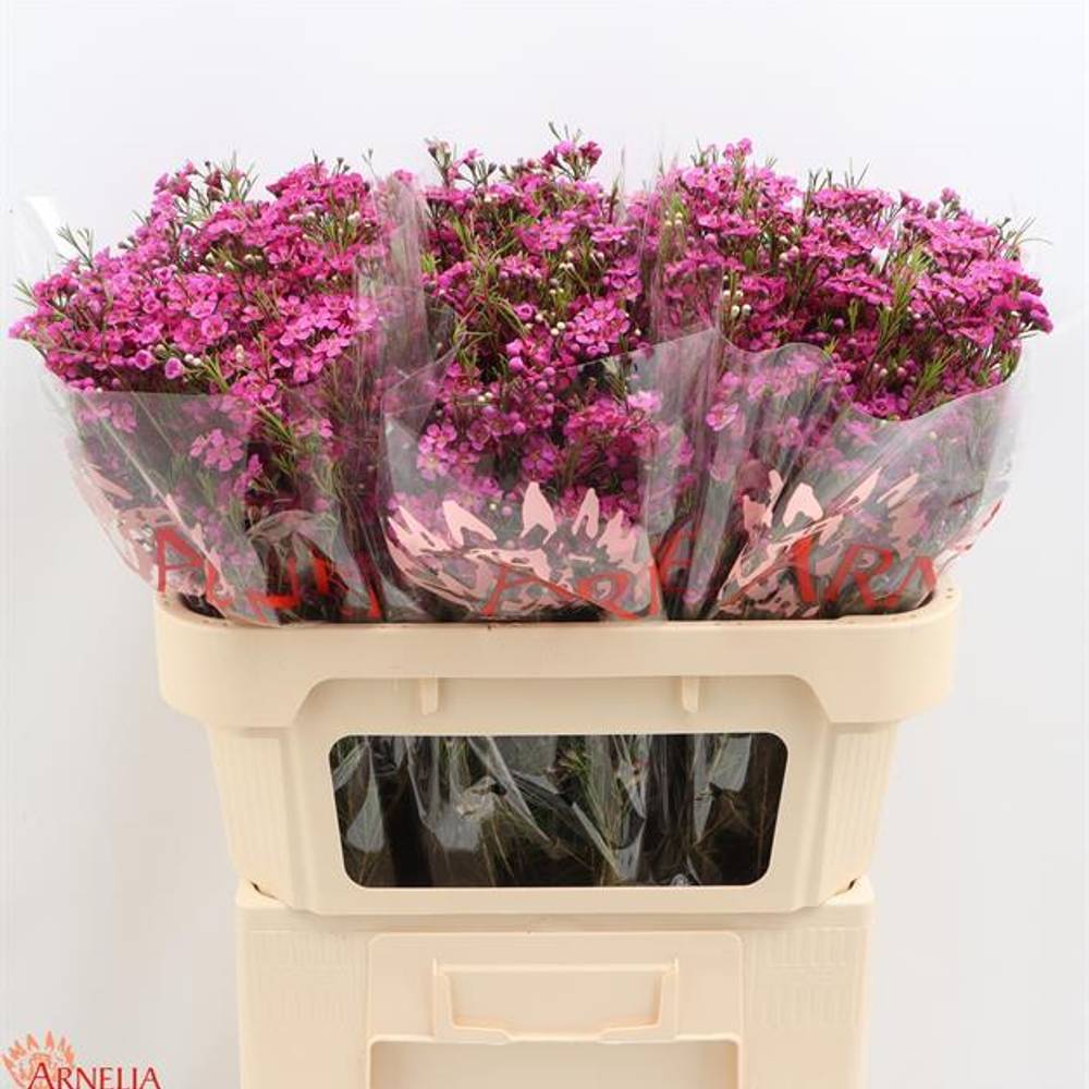 Wachsflower rosa Free Spirit 50 Gramm 60cm