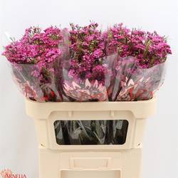 Wachsflower rosa Free Spirit 50 Gramm 60cm