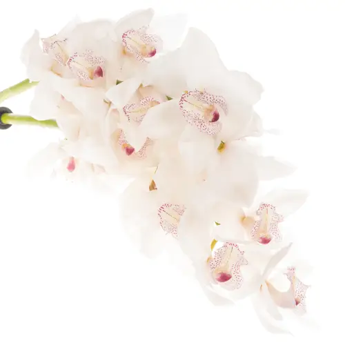 Cymbidium weiss Sugar Lee 80cm 13+Blüte