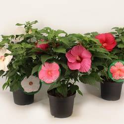 Newbiscus XXL mix T23 H70