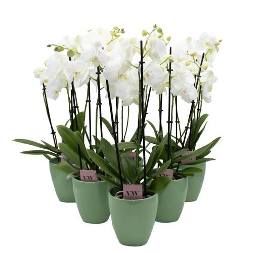 Phal.3-R weiss im Odense Übertopf T12 H050
