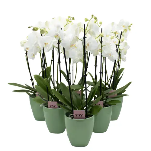 Phal.3-R weiss im Odense Übertopf T12 H050