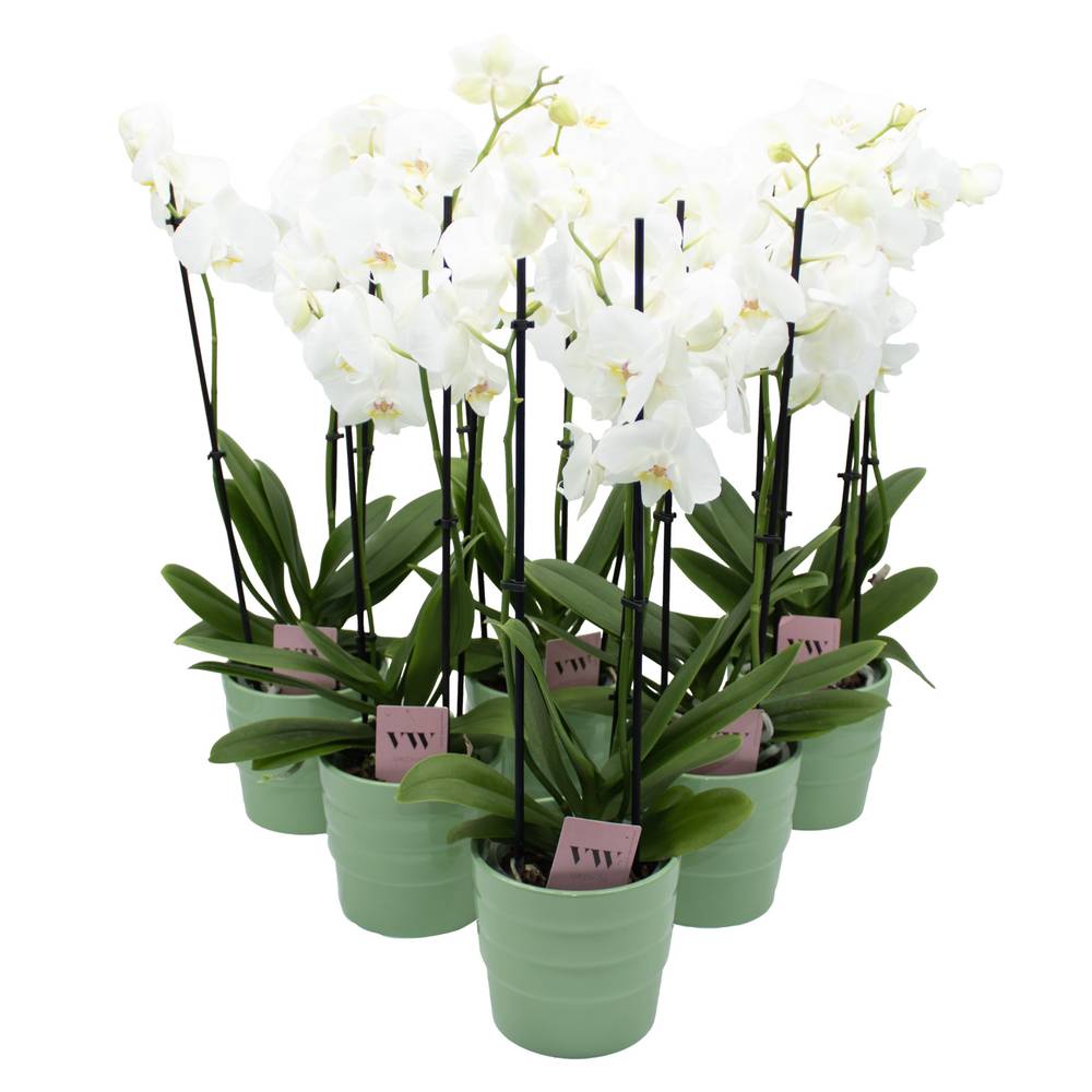 Phal.3-R weiss im Orchidee Übertopf grün T12 H050