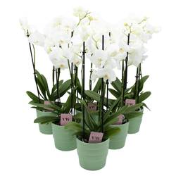 Phal.3-R weiss im Orchidee Übertopf grün T12 H050