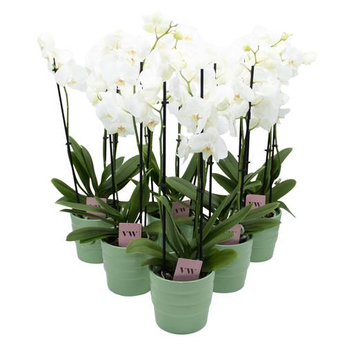 Phal.3-R weiss im Orchidee Übertopf grün T12 H050