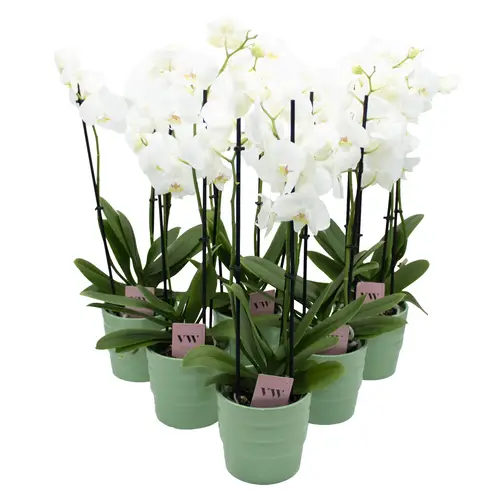 Phal.3-R weiss im Orchidee Übertopf grün T12 H050