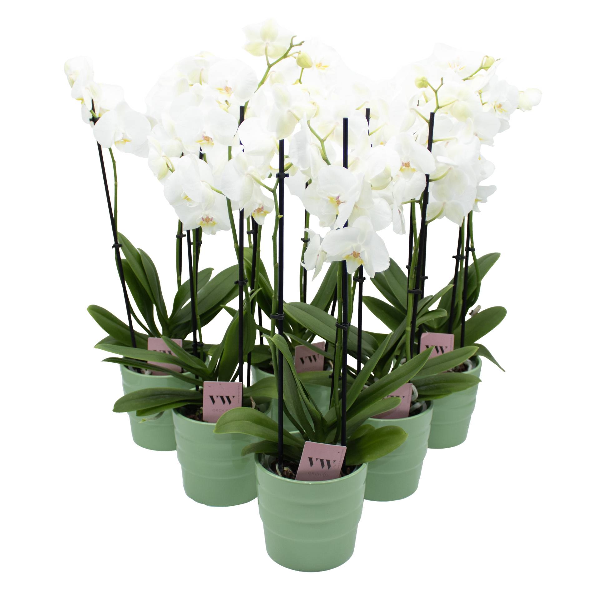 ufopflanze draußen Ufopflanze kaufen | Pilea Peperomioides main image 1