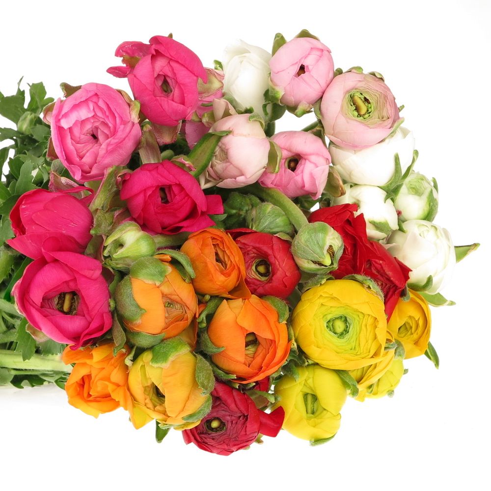 Ranunkel mix Israel 45cm x 30