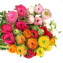 Ranunkel mix Israel 45cm x 30