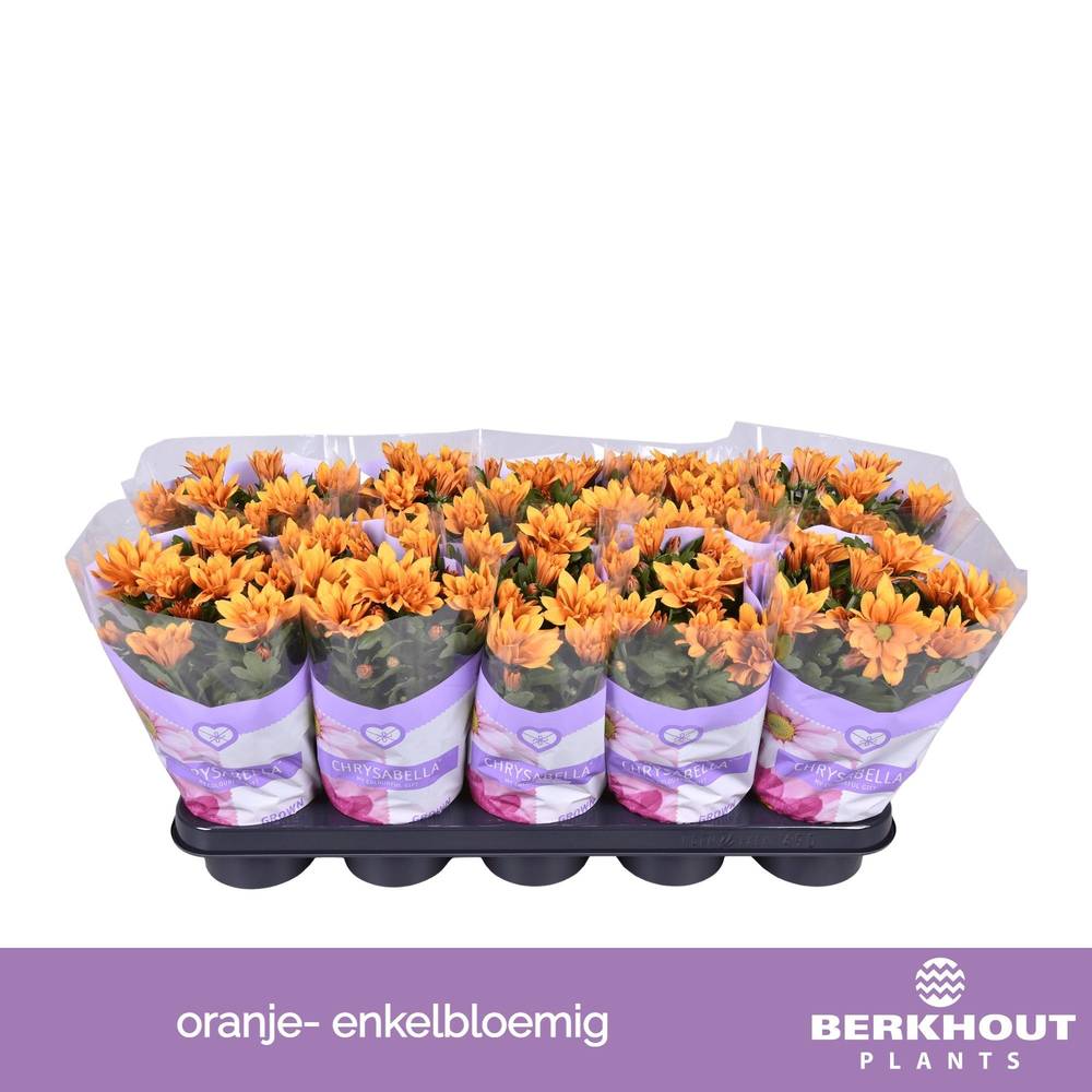 Chrysantheme orange Heat T12 H026