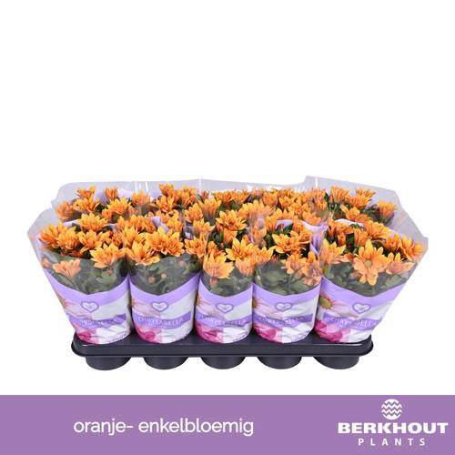 Chrysantheme orange Heat T12 H026