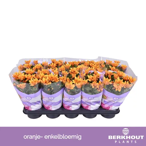 Chrysantheme orange Heat T12 H026