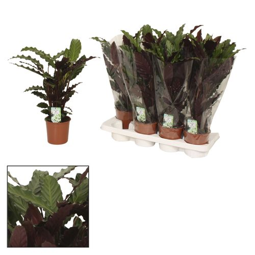 Calathea Wavestar T14 H40