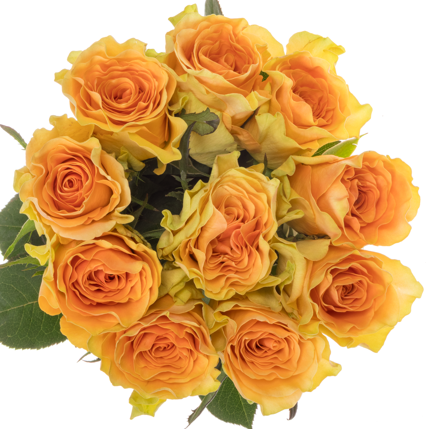 Rose apricot Milan 50cm