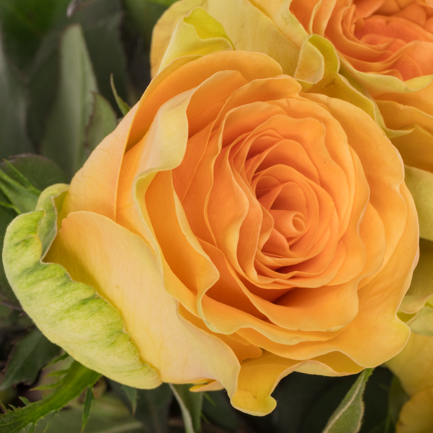 Rose apricot Milan 50cm