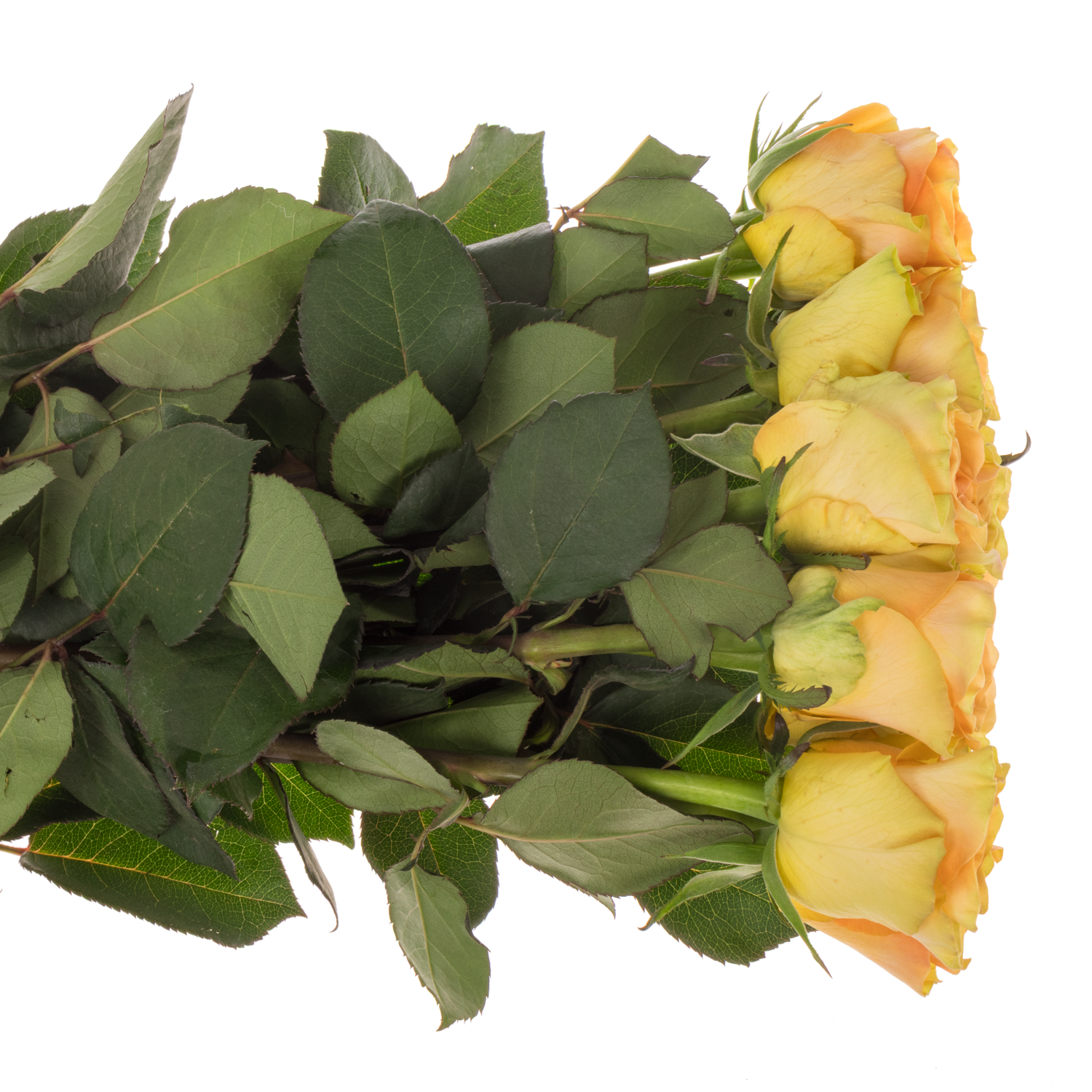 Rose apricot Milan 50cm