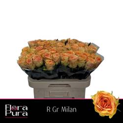 Rose apricot Milan 50cm