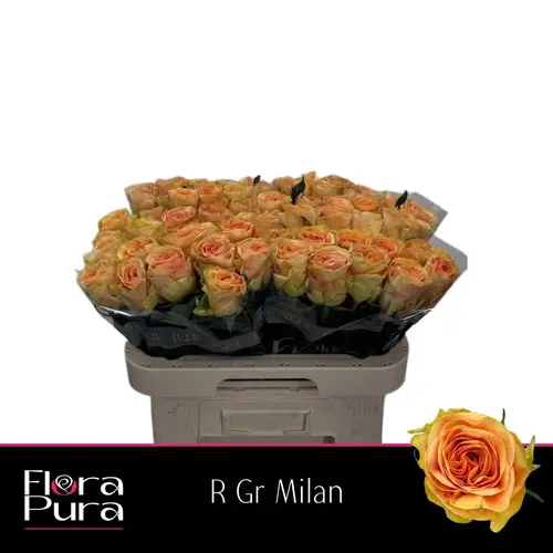 Rose apricot Milan 50cm