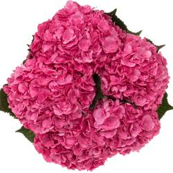 Hortensie dunkel rosa Anastasia rosa Bol 19cm 65cm