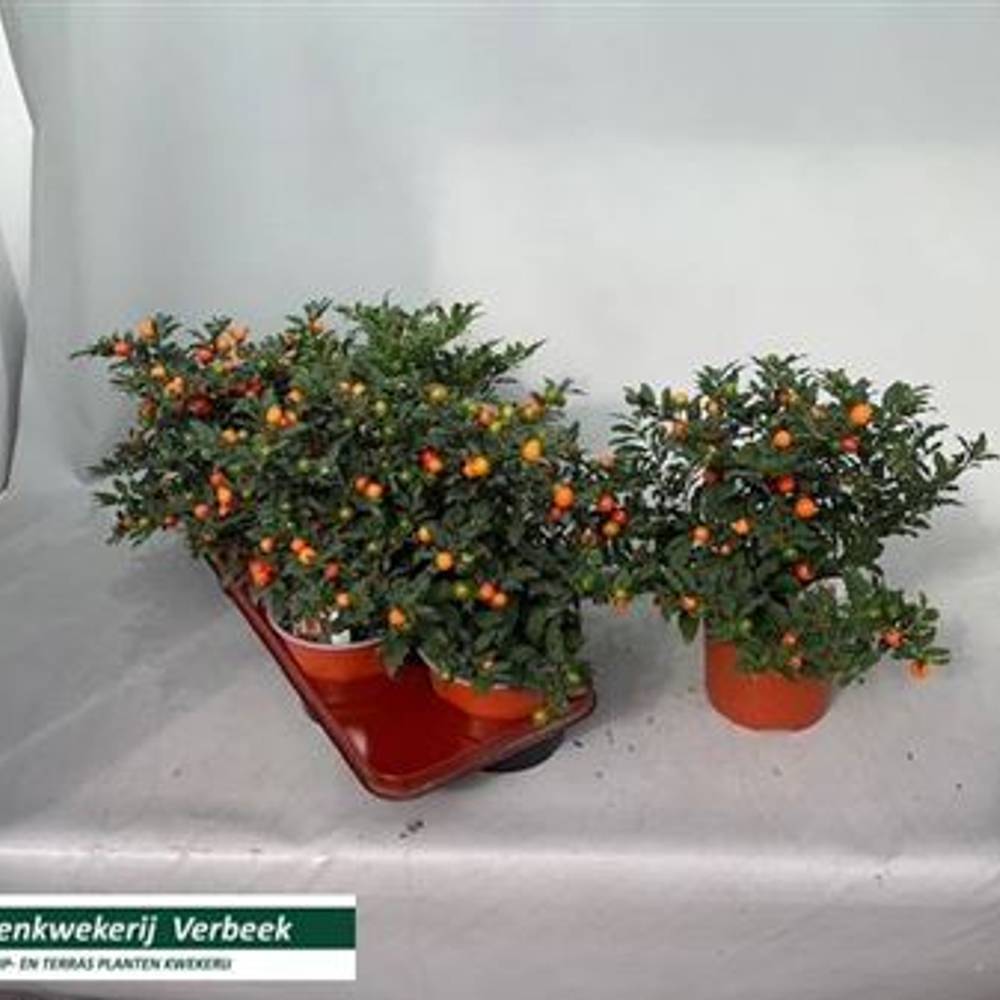 Solanum Megaball T17 H035