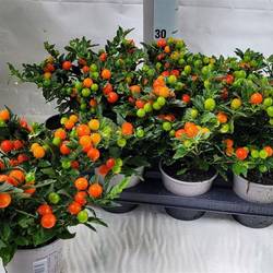 Solanum orange Megaball Schnapch. von Uhr T17 H045