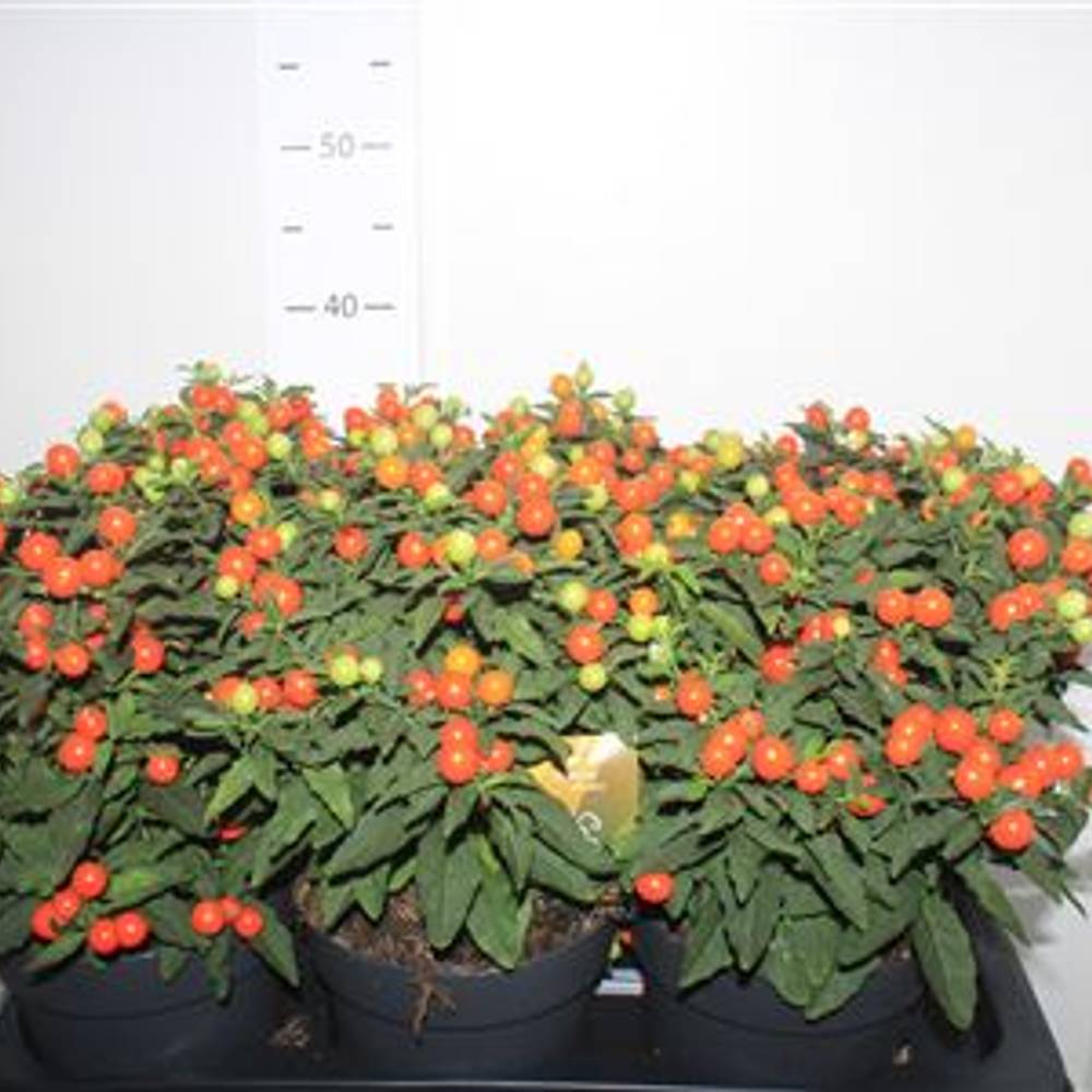 Solanum orange Megaball Schnapch. von Uhr T17 H036