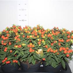 Solanum orange Megaball Schnapch. von Uhr T17 H036