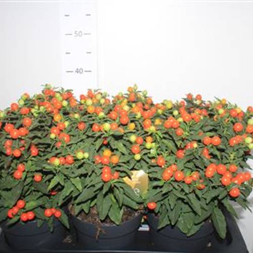 Solanum orange Megaball Schnapch. von Uhr T17 H036