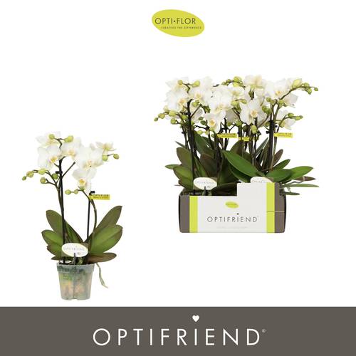 Phal.2-R weiss Sandra T07 H025