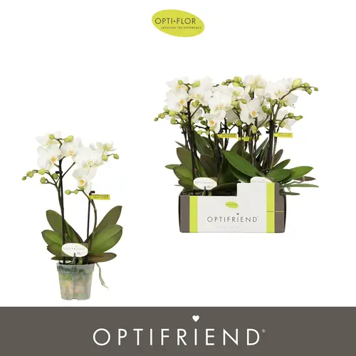 Phal.2-R weiss Sandra T07 H025