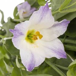 Lisianthus lavendel Botanic 5+Blüte 70cm