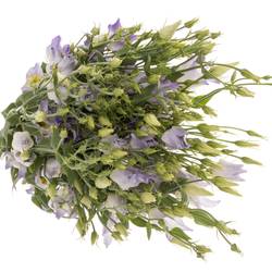 Lisianthus lavendel Botanic 5+Blüte 70cm