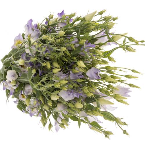 Lisianthus lavendel Botanic 5+Blüte 70cm
