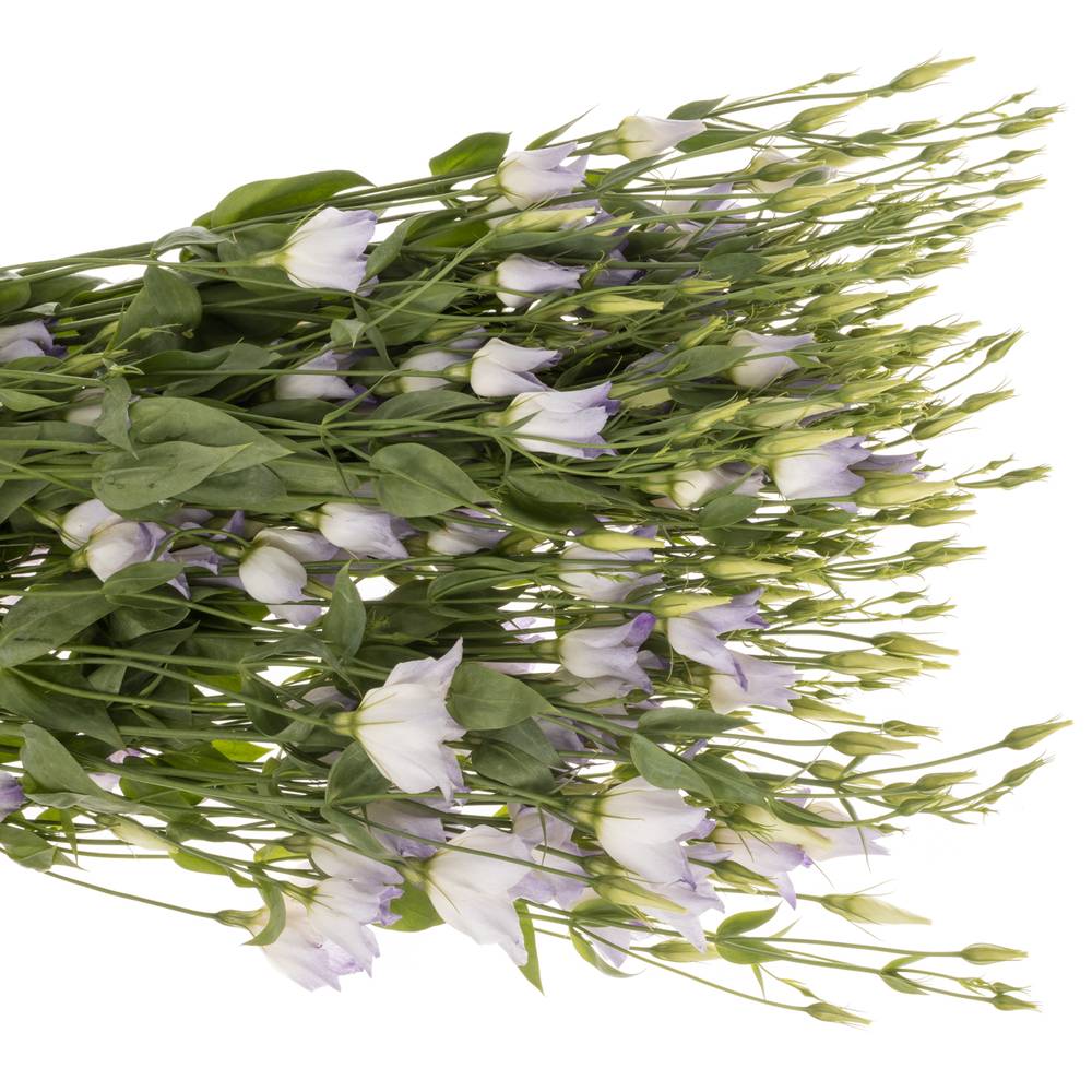 Lisianthus lavendel Botanic 5+Blüte 70cm