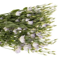 Lisianthus lavendel Botanic 5+Blüte 70cm