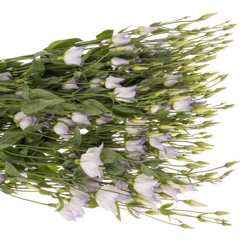 Lisianthus lavendel Botanic 5+Blüte 70cm