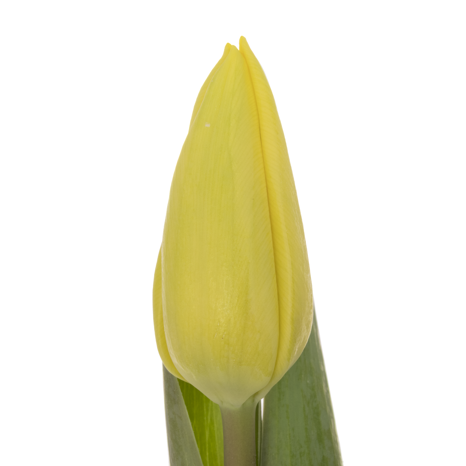 Tulpe gelb Avocado 34 Gramm