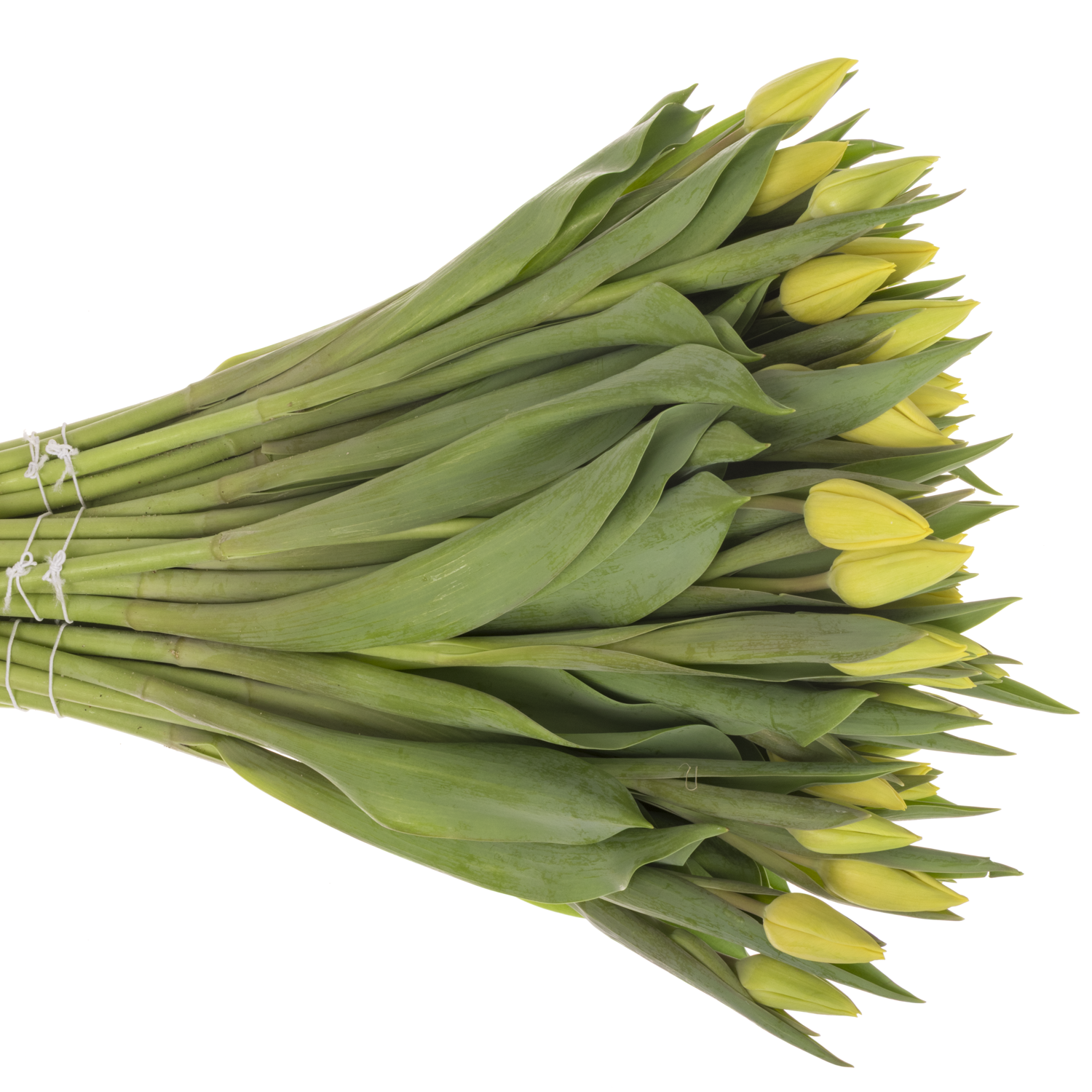 Tulpe gelb Avocado 34 Gramm