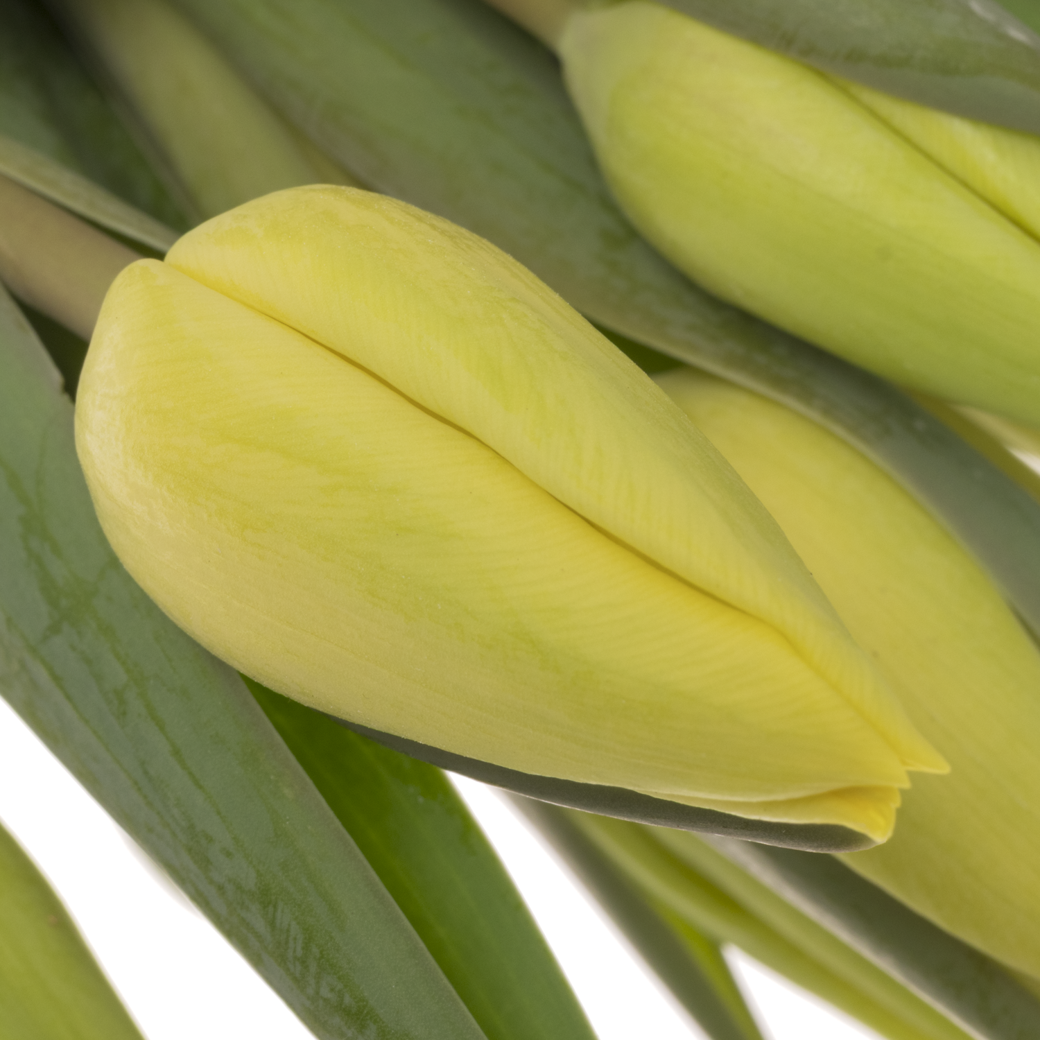 Tulpe gelb Avocado 34 Gramm