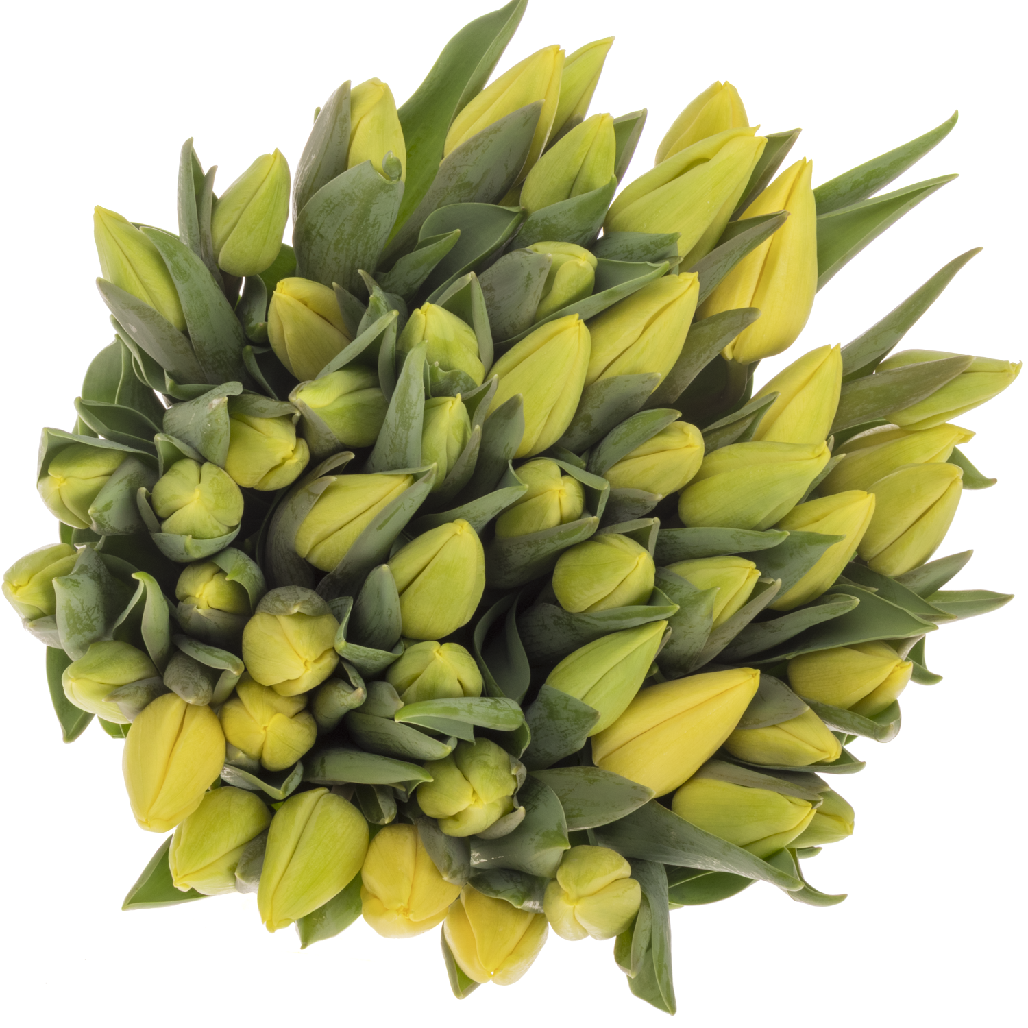 Tulpe gelb Avocado 34 Gramm