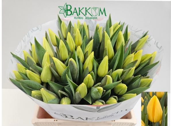 Tulpe gelb Avocado 34 Gramm