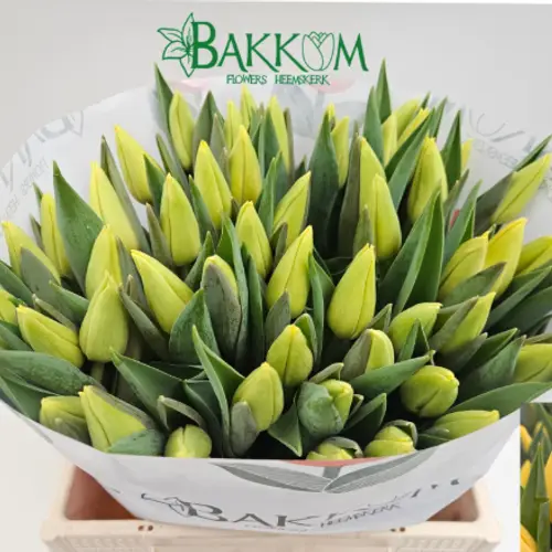 Tulpe gelb Avocado 34 Gramm