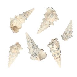 Muscheln Cerethium Nodolosum 300gr