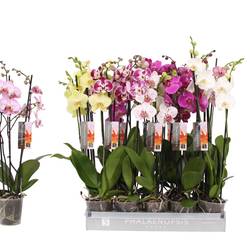 Phal.3-R mix x10 T12 H055