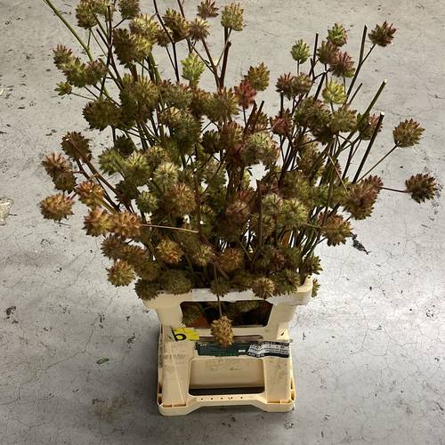 Glycyrrhiza yunnanensis 80cm