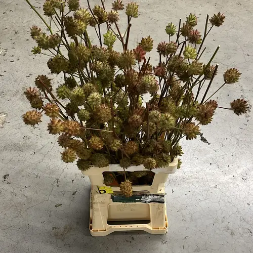 Glycyrrhiza yunnanensis 80cm