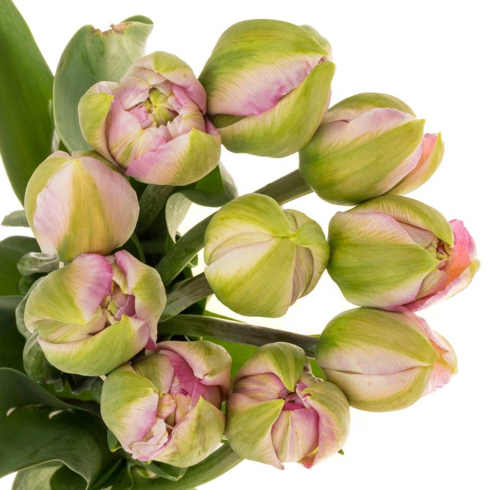 Franz.pink doppel  Pinza 75 Gramm 50cm